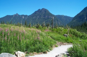 Grass and flowers near ice caves