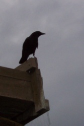Obligatory crow pic