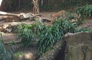 Tiger walking around