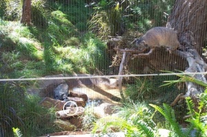 Wildcat chasing a bird