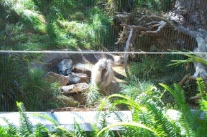 Wildcat chasing a bird - missed!