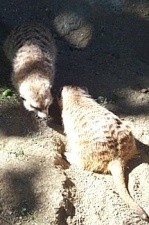 Meercats