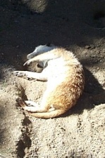 Meercat on coffee break