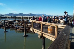 Pier 39 seals