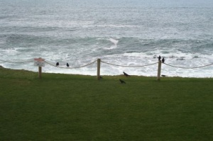 Depoe Bay crows