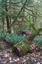 Moss covered trees and underbrush