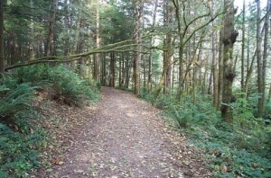Trail, woods begin